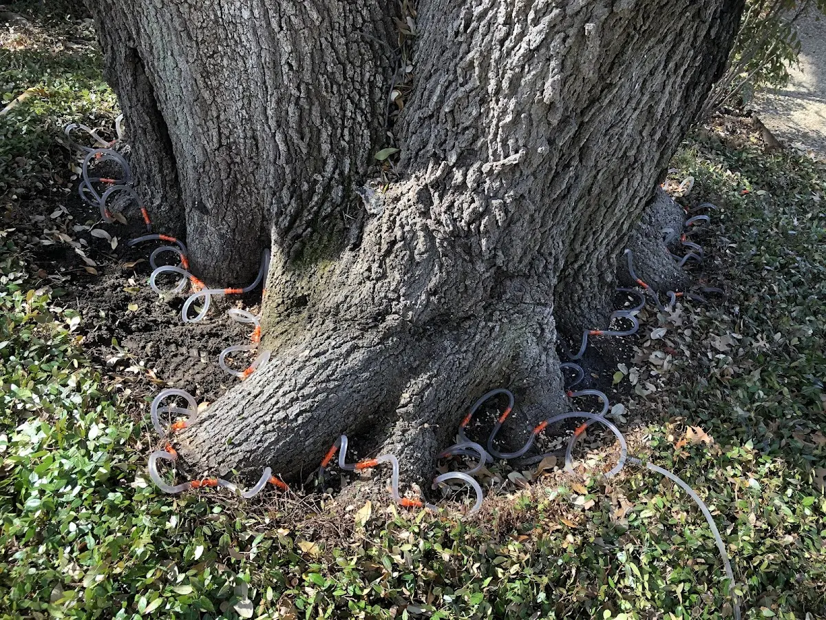 Detailed Tree Cabling and Bracing job site in Clinton