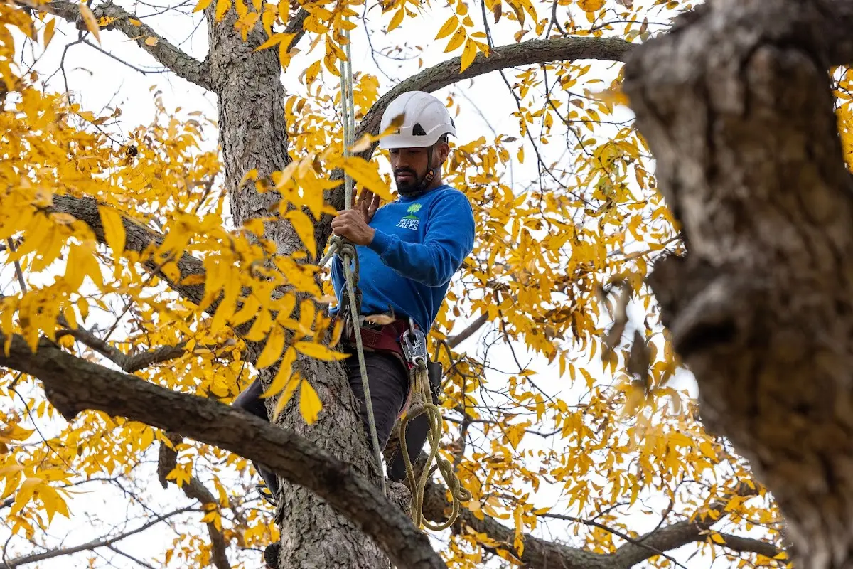 Skilled Tree Transplanting crew working in Clinton